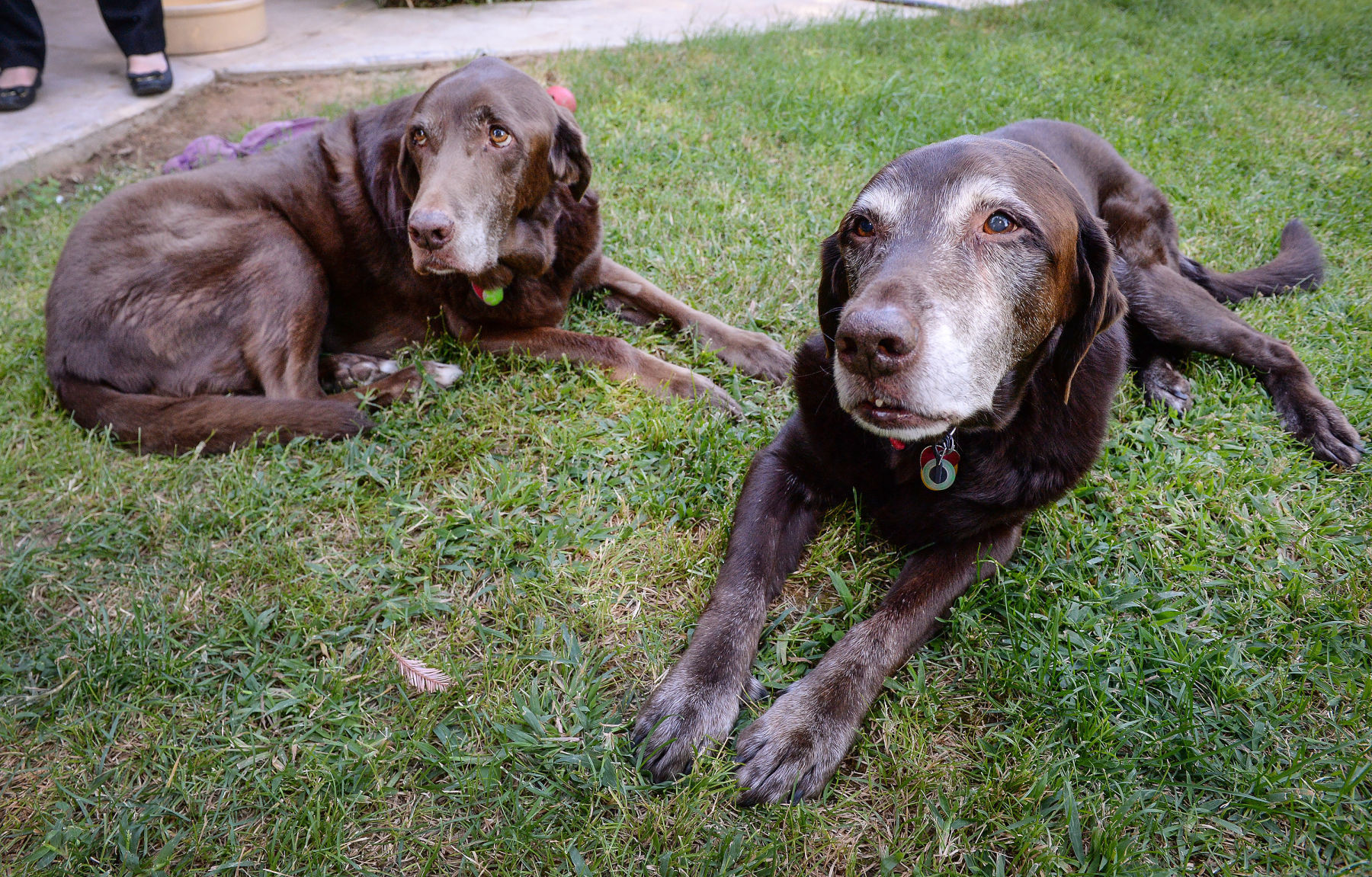 Labrador retriever